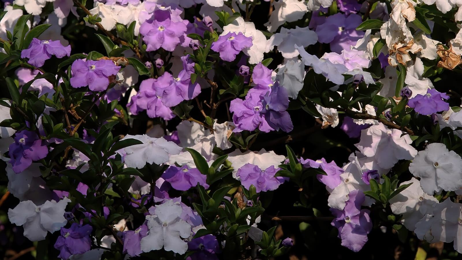 This fascinating plant changes its flower colour from purple to white in just 3 days