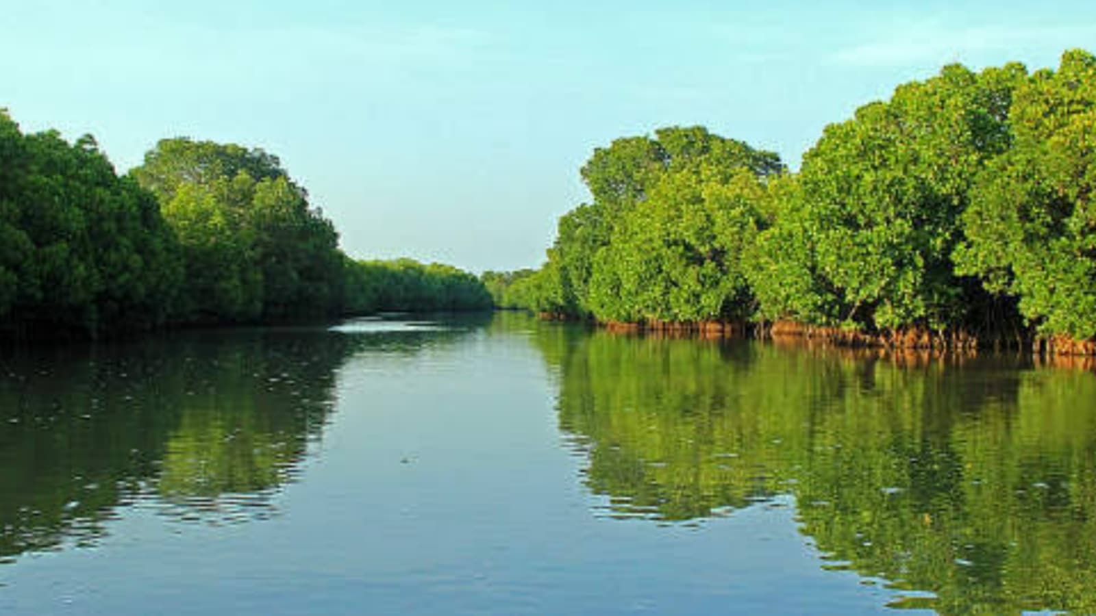 Lesser-known Mangrove forests that deserve a spot on your travel list