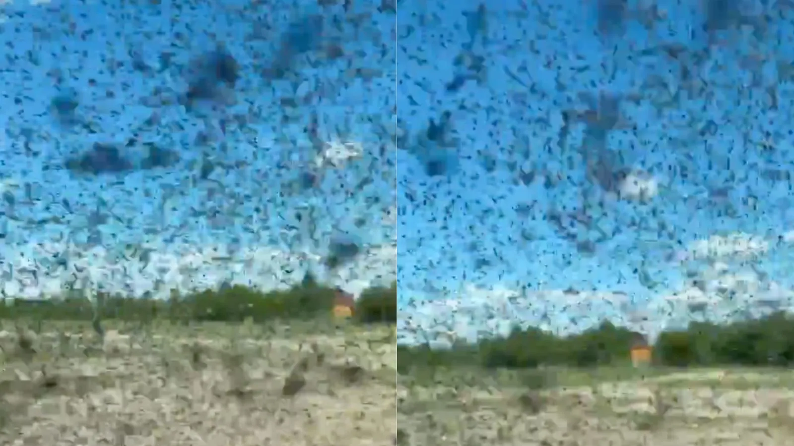 Huge mosquito swarm overtakes popular destination in Russia, tourists rush to safety
