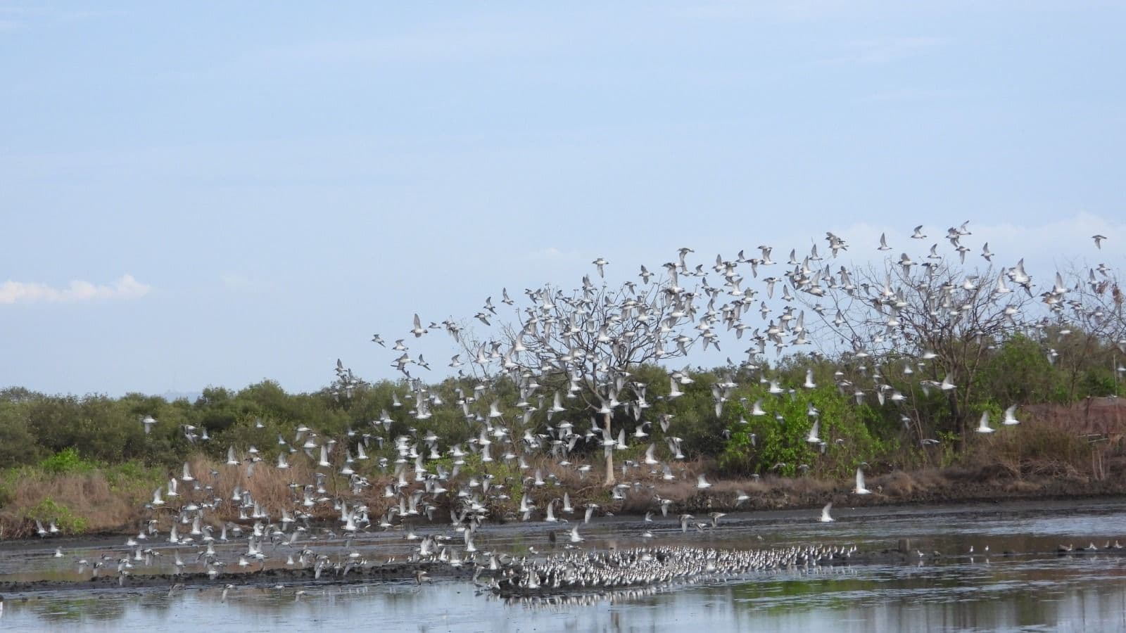 Why havent these birds left yet? Thousands of migratory waders are still in Mumbais wetlands