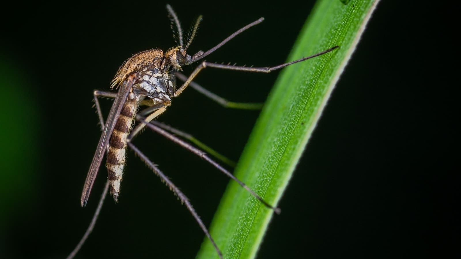 Googles disease control plan with a twist: Release millions of mosquitoes across California, Florida