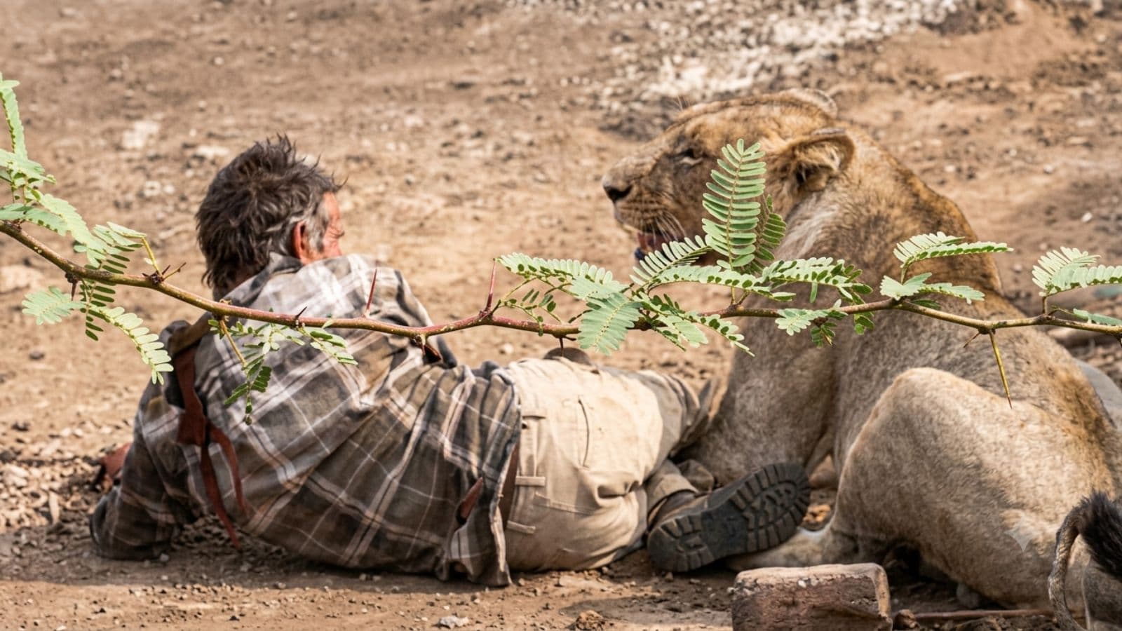 Two injured in separate lion attacks in Gujarat, says forest dept