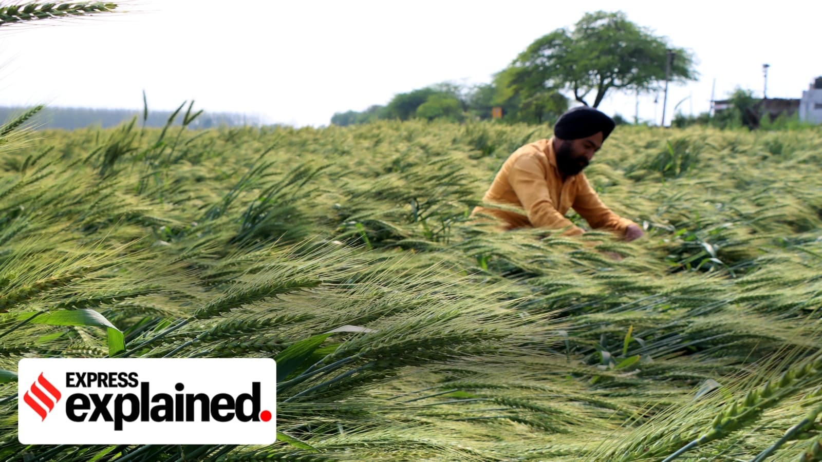From farms to factories, why Punjab’s urea diversion case matters nationally