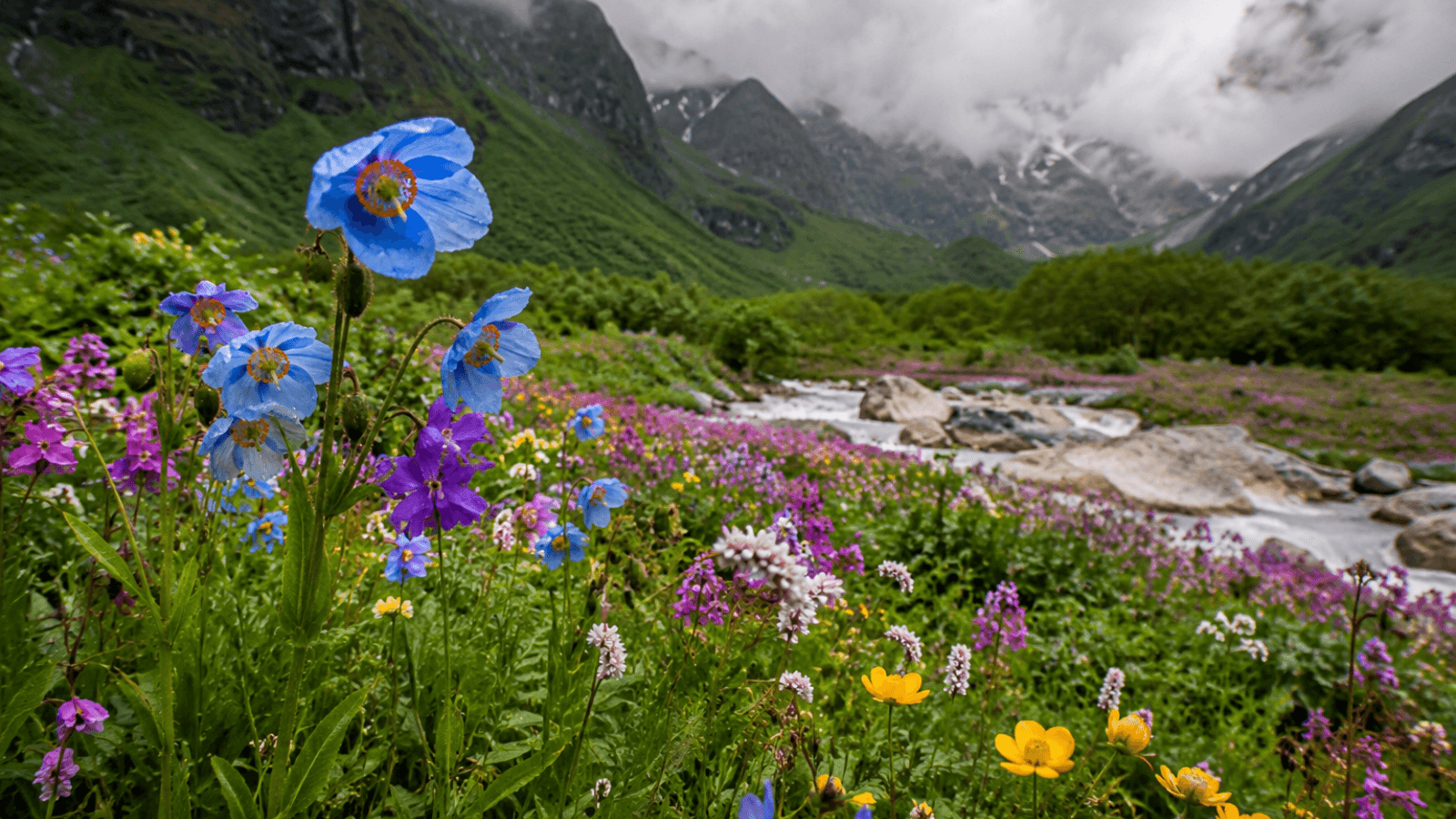10 stunning flowers youll spot on the Valley of Flowers trek this monsoon