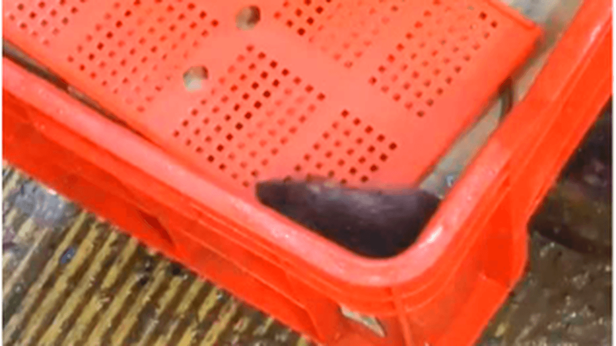 Rat in Maharashtra’s Kalyan hub prompts residents to seek FDA intervention