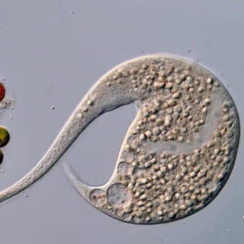 AI disqualification yields new Nikon Small World in Motion winner