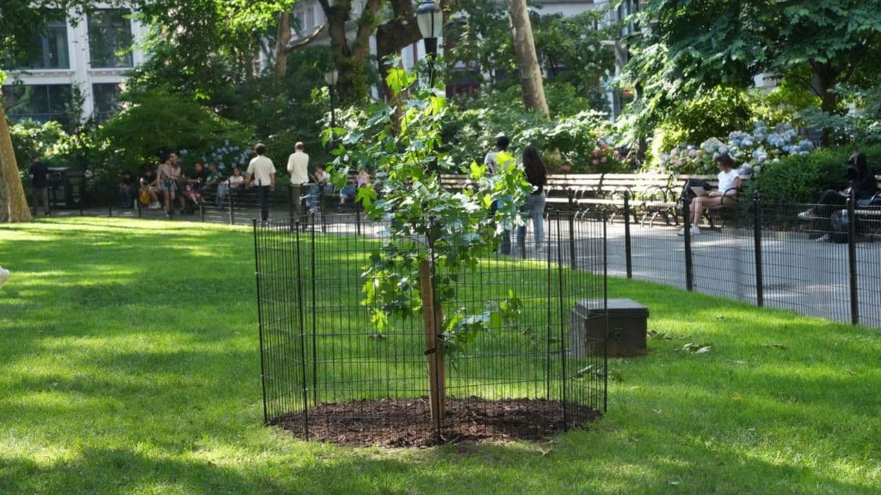 A seed that flew around the moon grew into this tree in NYC