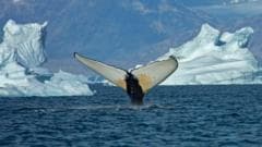 Giant whales move into Greenland waters as ice disappears