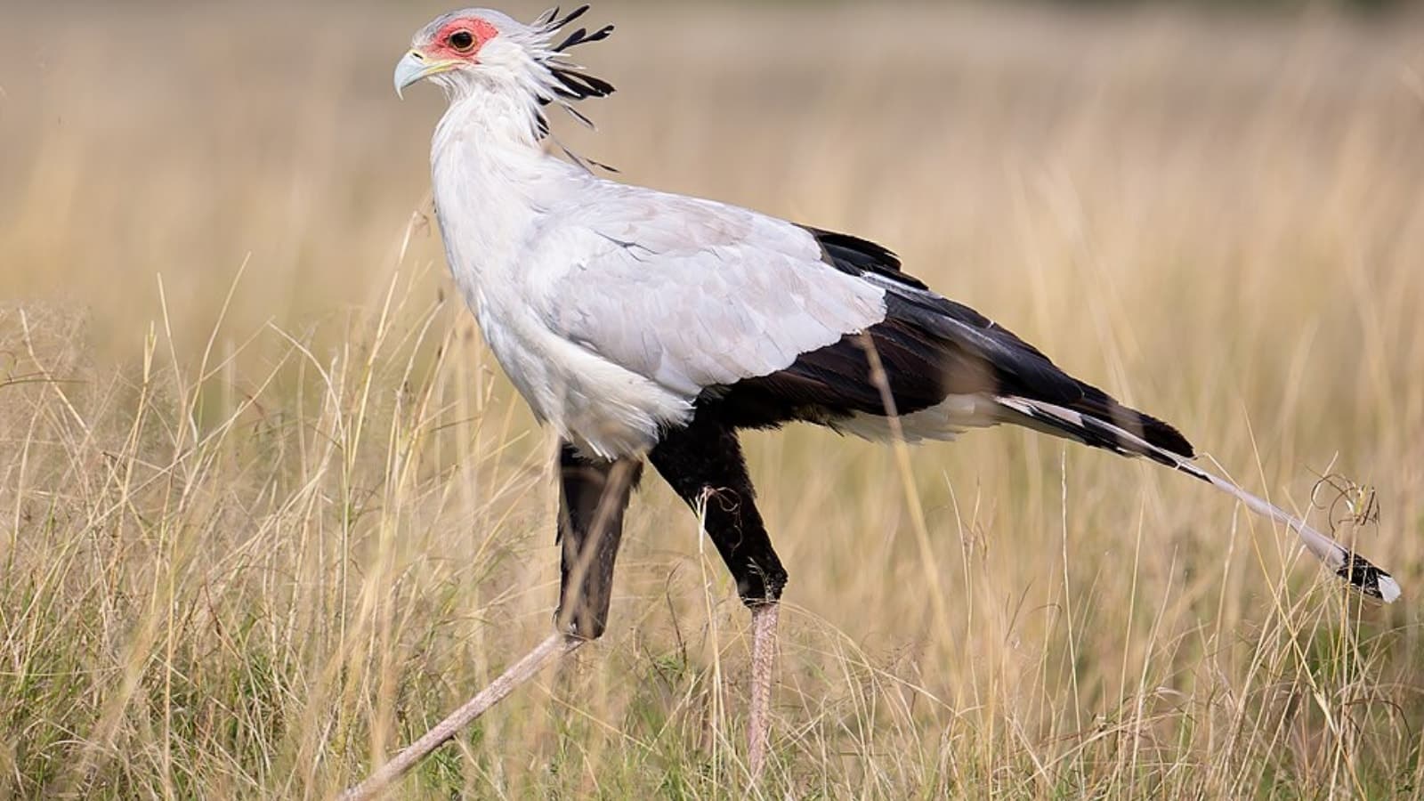 From shape-shifting birds to snake princes: How ‘Voices in the Wind’ maps Himalaya’s living folk tales