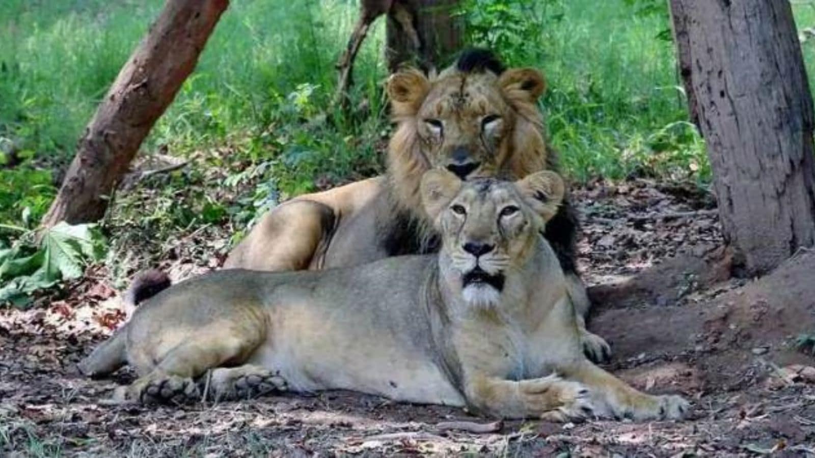 17 Gir lions isolated, under experts’ care, CM Bhupendra Patel told