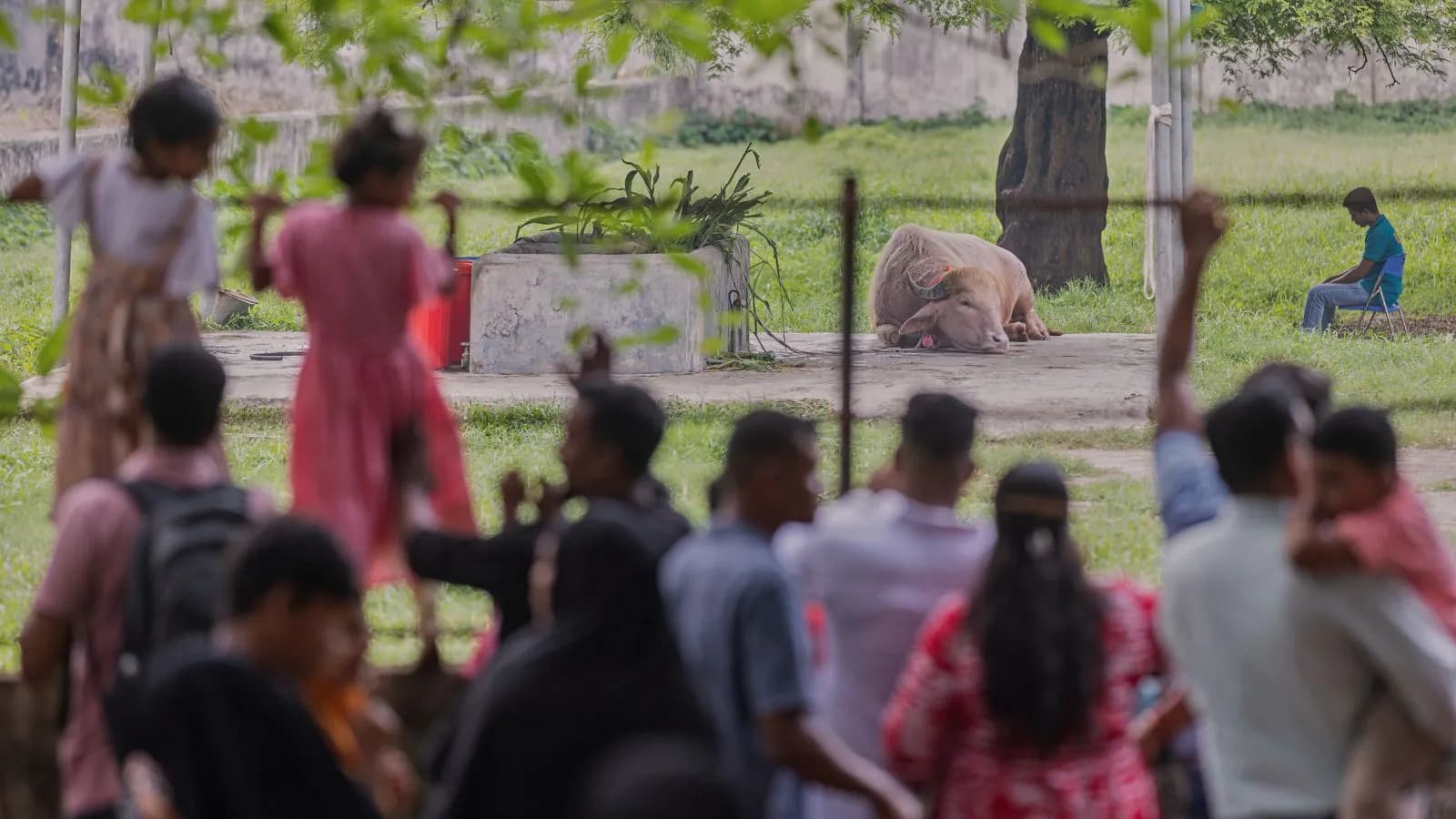 Saved from sacrifice, ‘Donald Trump’ the buffalo becomes star attraction at Bangladesh zoo