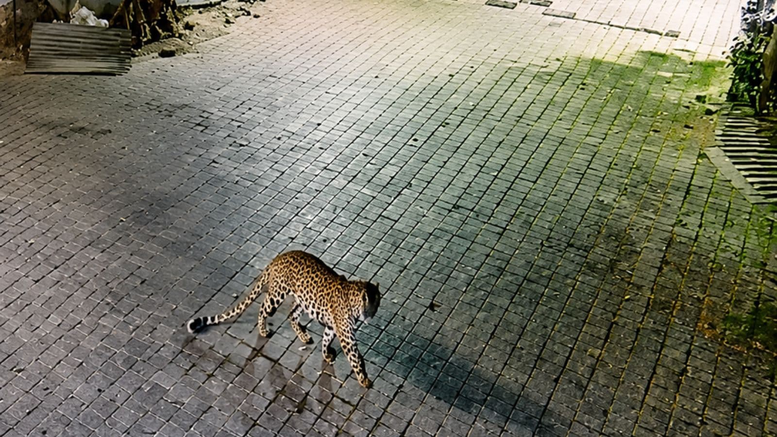 Leopard spotted inside Ahmedabad housing society, rescue operation underway