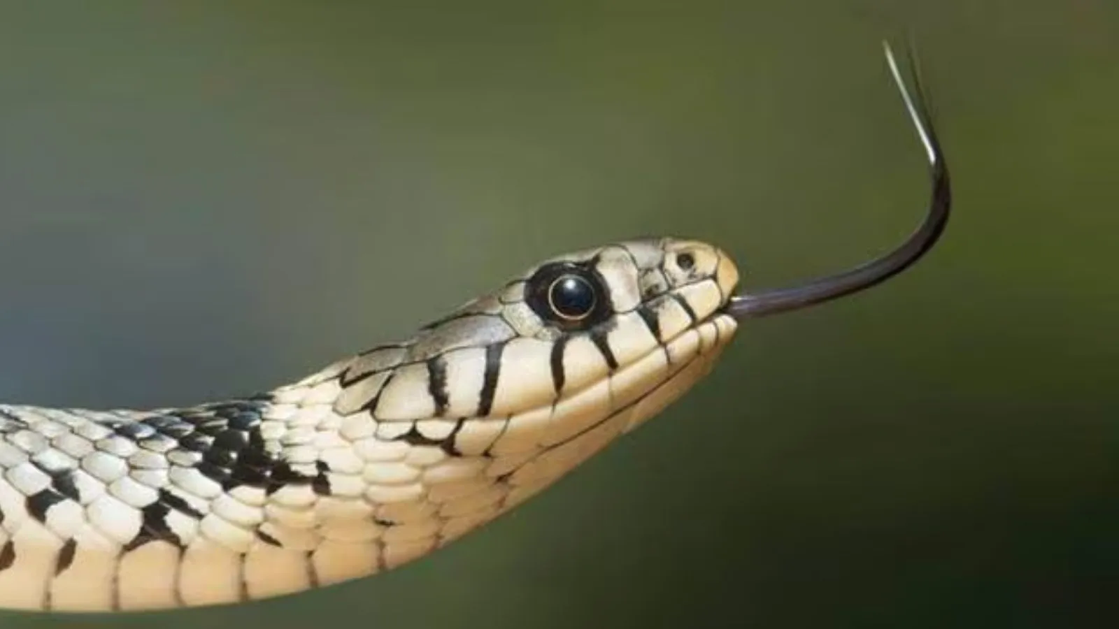 Fake snakebite deaths, forged autopsies: Chhattisgarh probe leads to doctors arrest
