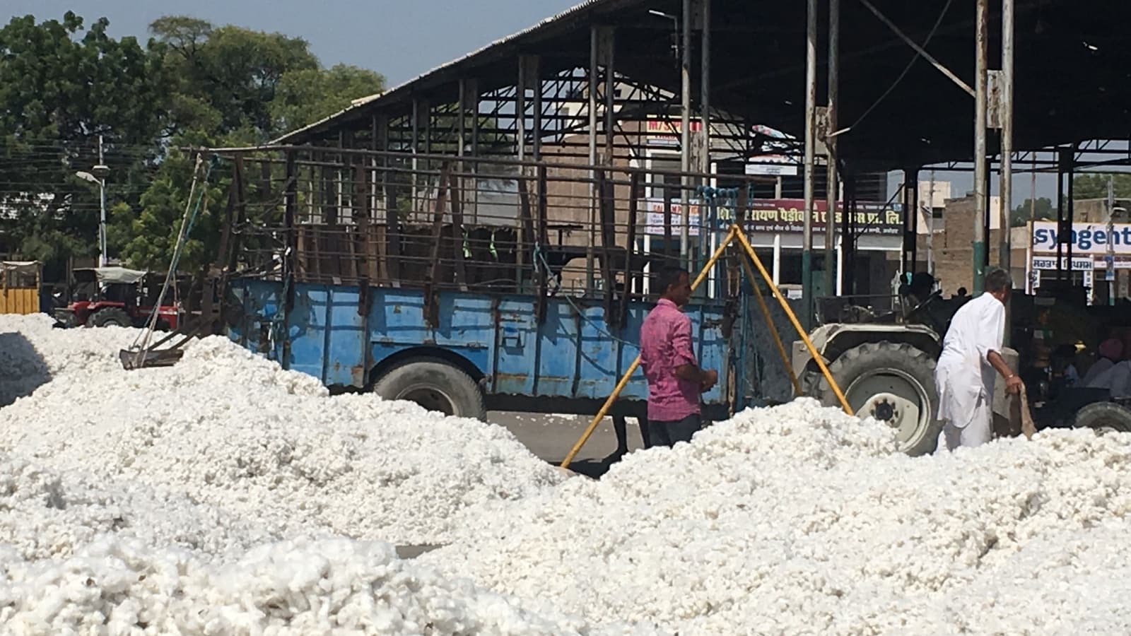 Indias cotton farms need better soil, not just new GM seeds
