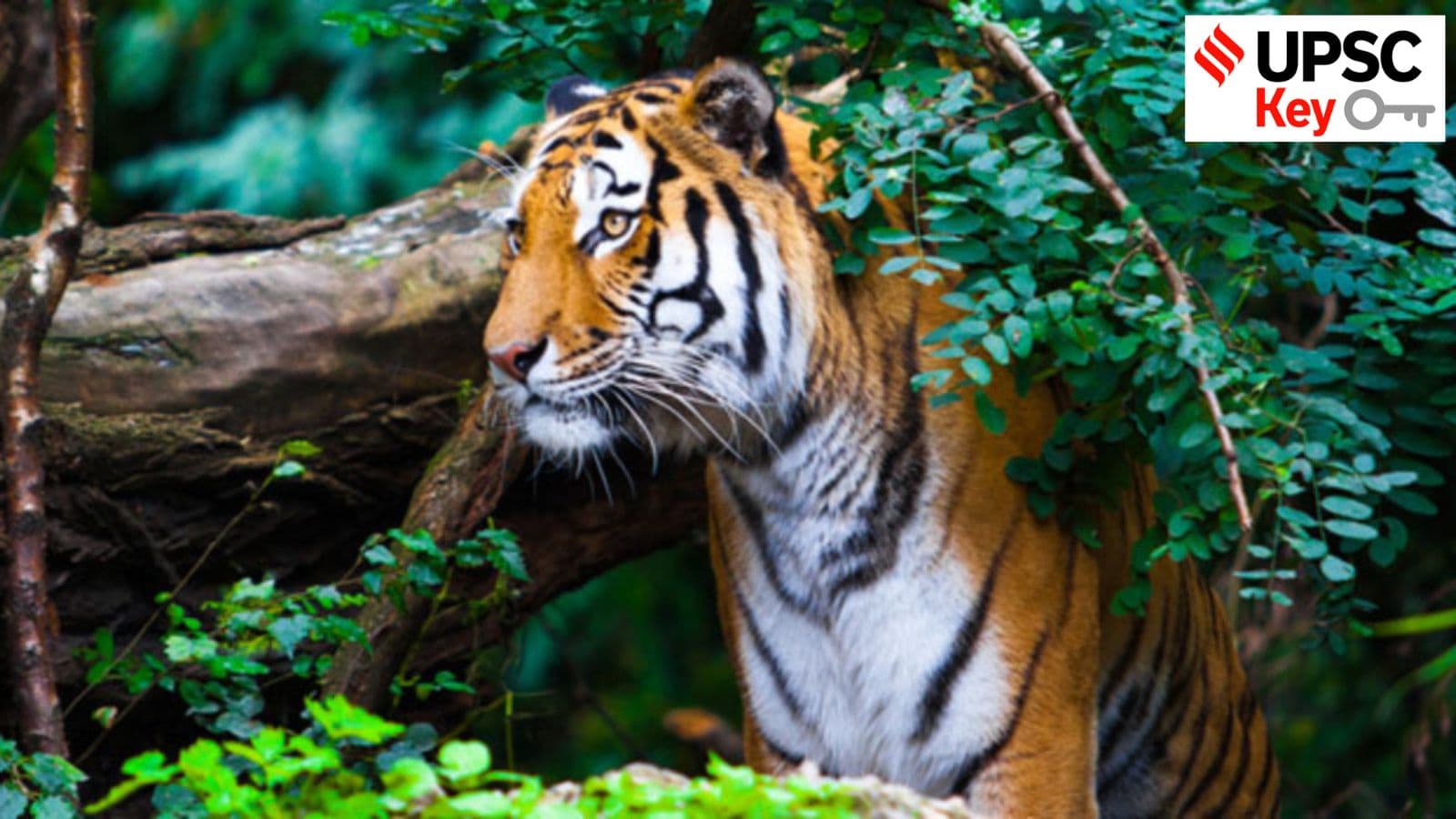 UPSC Key: Railway line through tiger corridor, Disaster drills, and Pellet guns