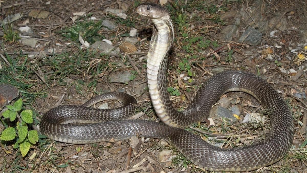 Snake catcher dies of snakebite at Chirayinkeezhu