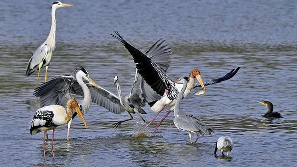 ATREE unveils LakeRevive tool for science-based lake restoration