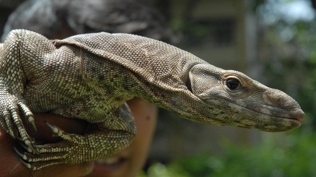 Two arrested for attempting to sell monitor lizard in Kollegal
