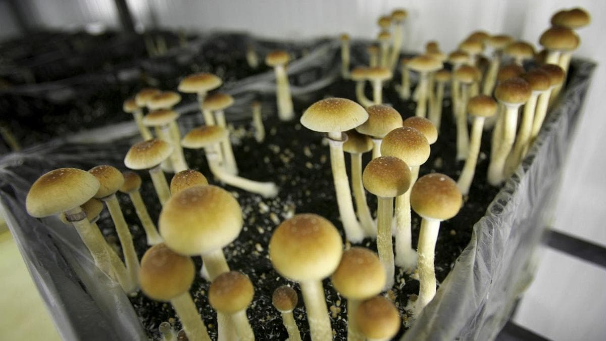 Police, forest department to intensify joint patrols to deter collection of hallucinogenic mushrooms in Nilgiris