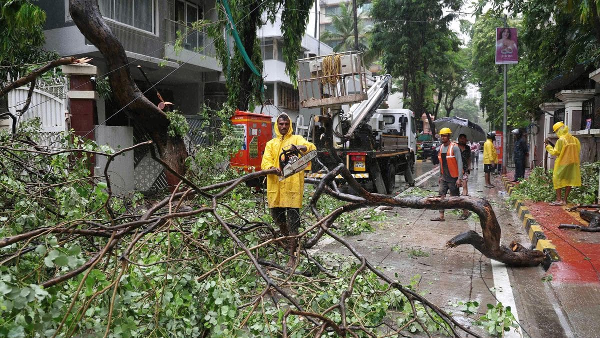 Chembur tree fall incident: BMC’s report faces scrutiny over clean chit to officials