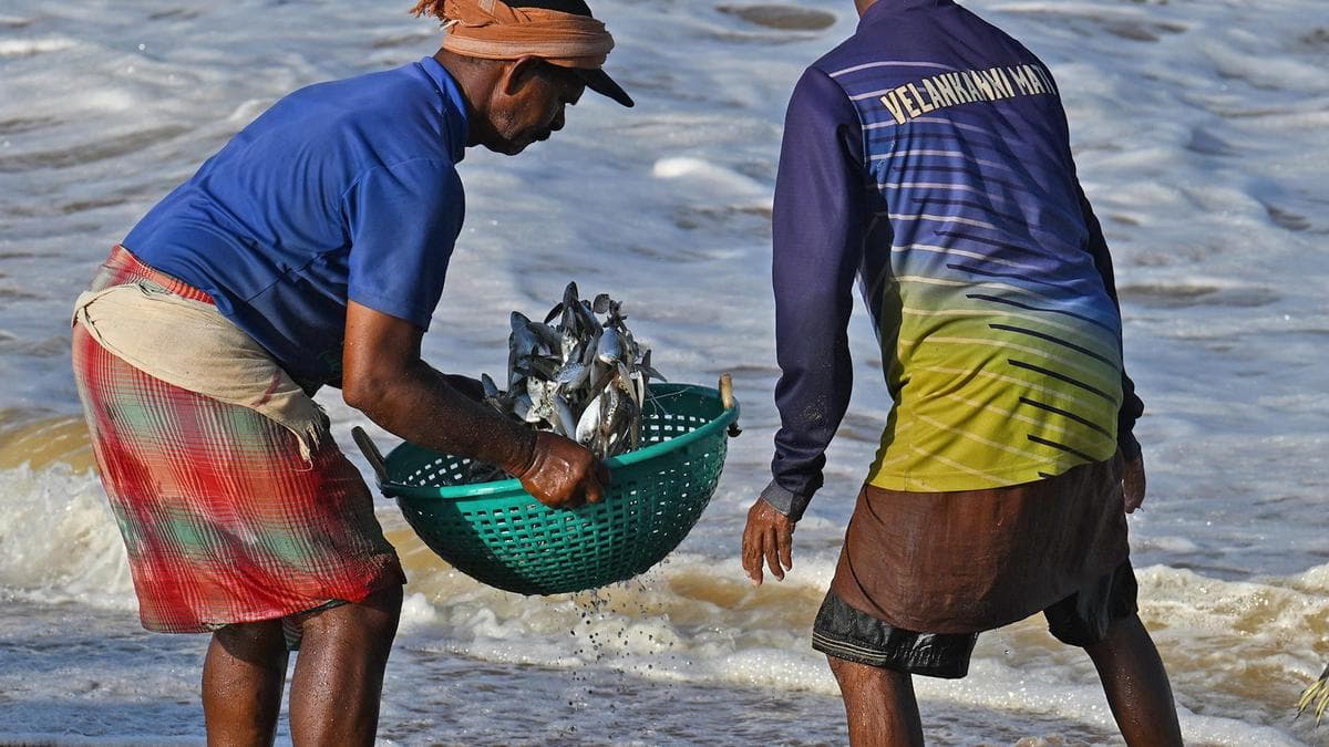 Signals from the sea: why sardines, jellyfish are washing ashore