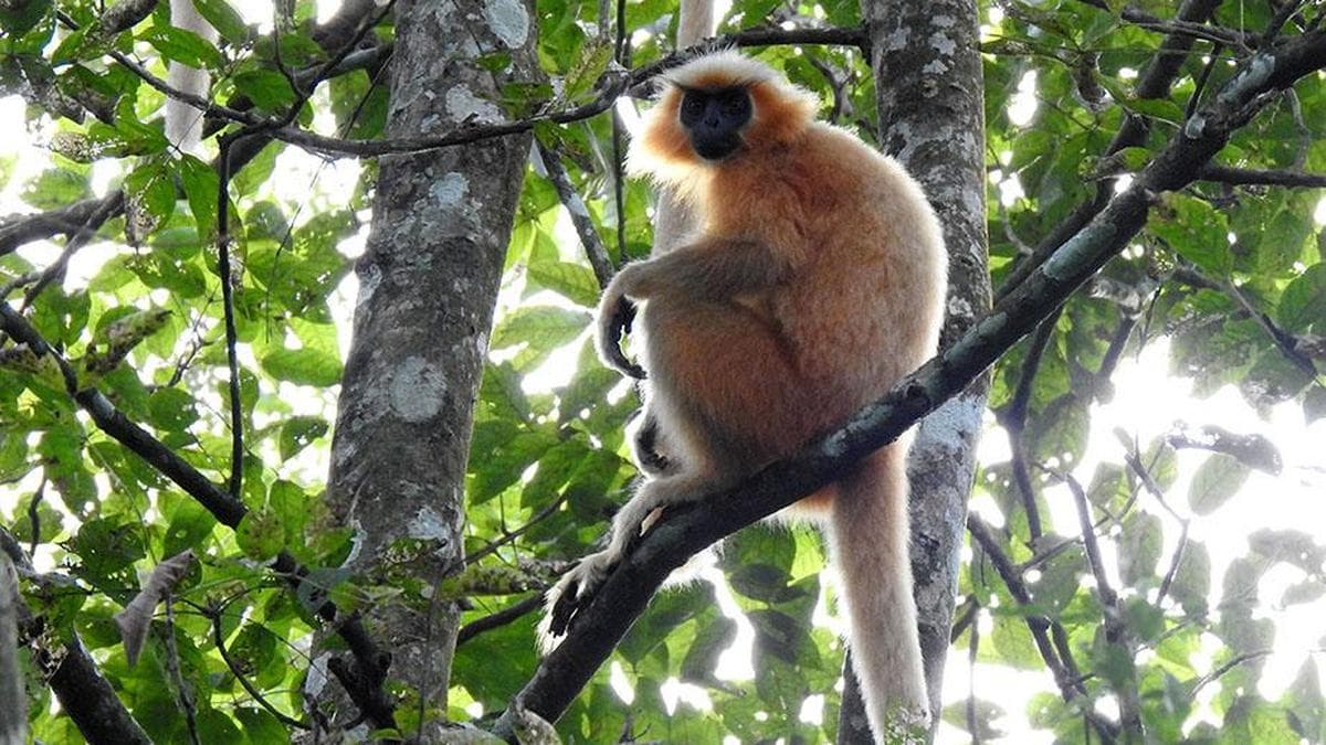 Rescued from wildlife traffickers, seven golden langurs released in Assam national park