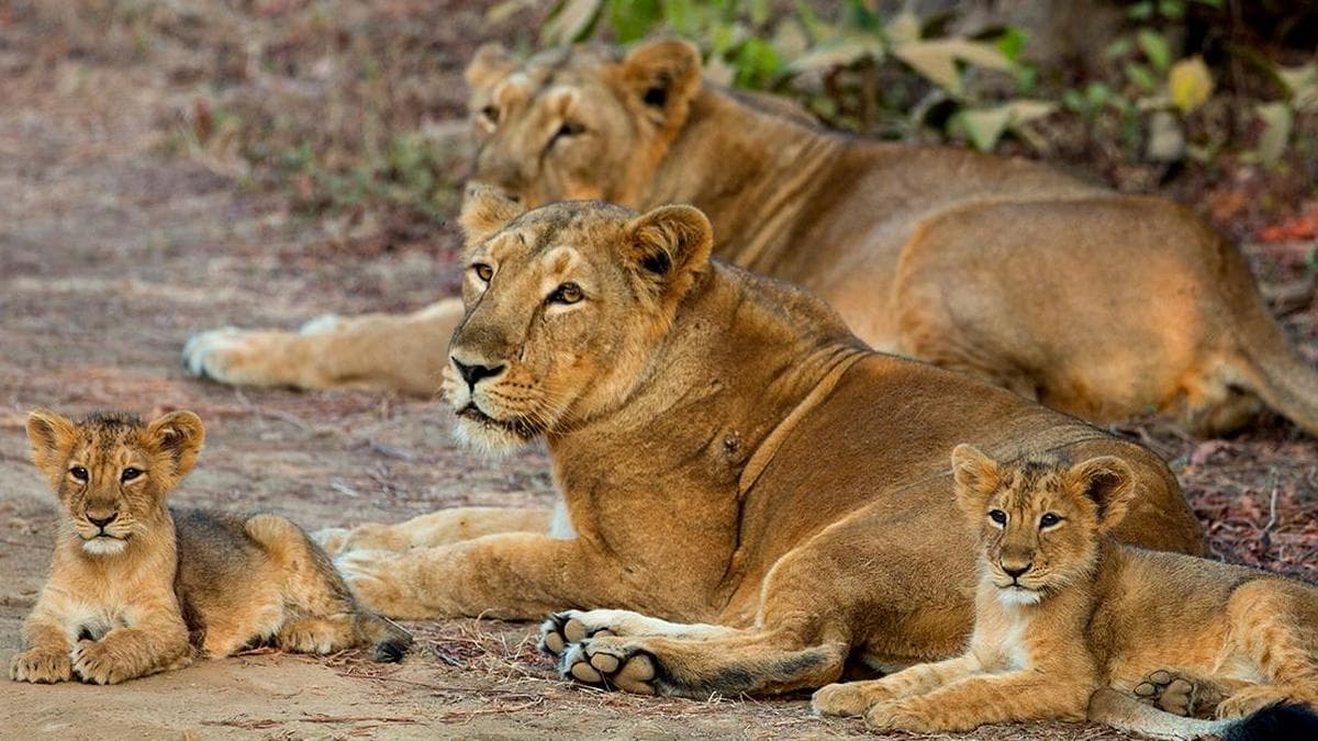 4 lion cubs die in Gujarat's Gir forest region, 17 isolated amid viral infection scare