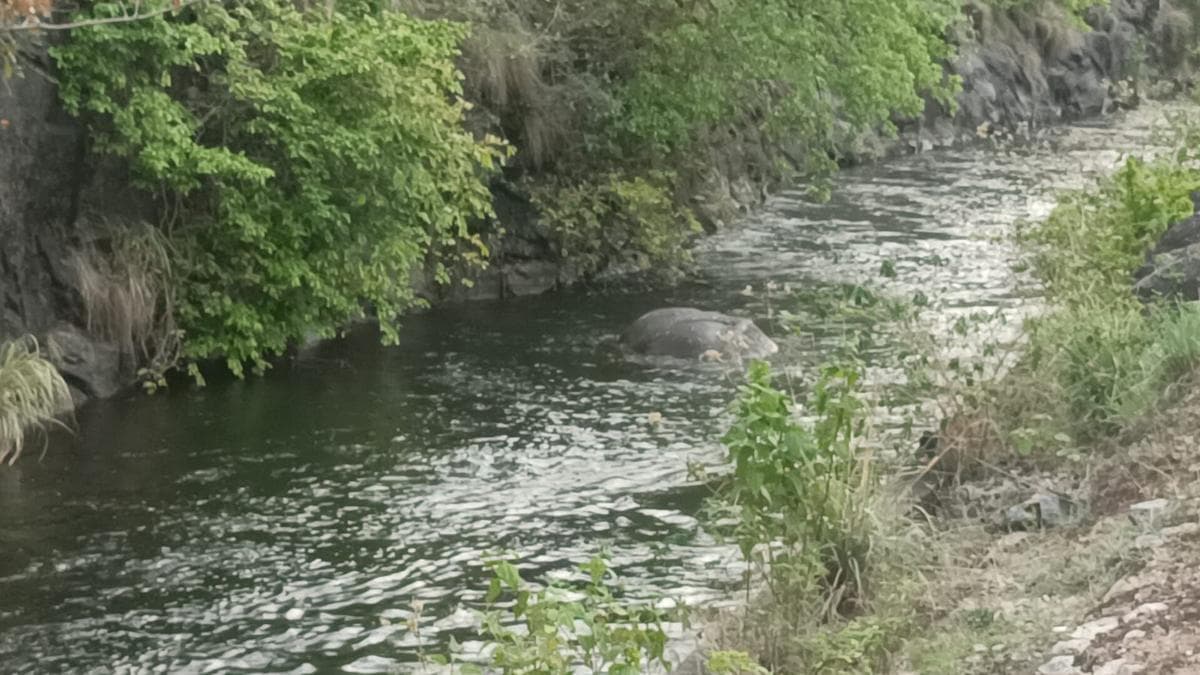 Wild elephant ‘Chillikomban’ injured in fight with another tusker before being washed away in PAP canal