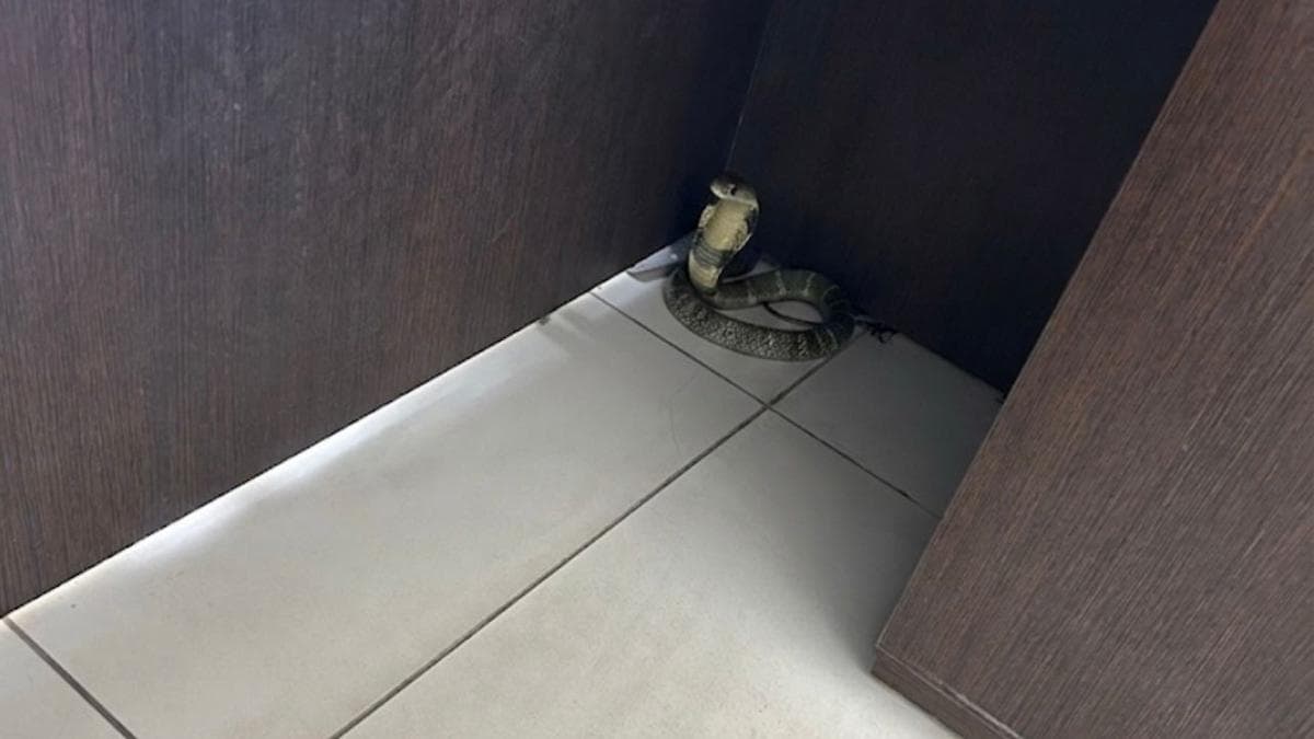 AI-generated images of snakes hamper rescue calls in Hyderabad, diverts resources from legitimate requests