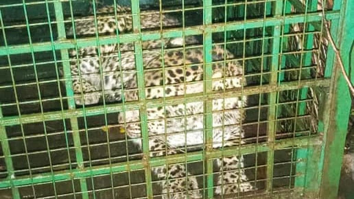 Leopard that attacked poultry captured in Forest dept cage in Kerala’s Thrissur