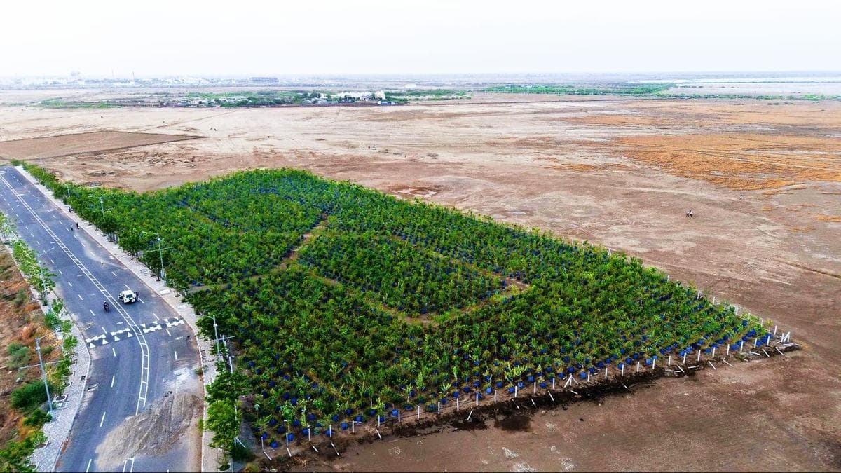Drum plantation technique helps grow 3,200 trees in saline land at Dholera