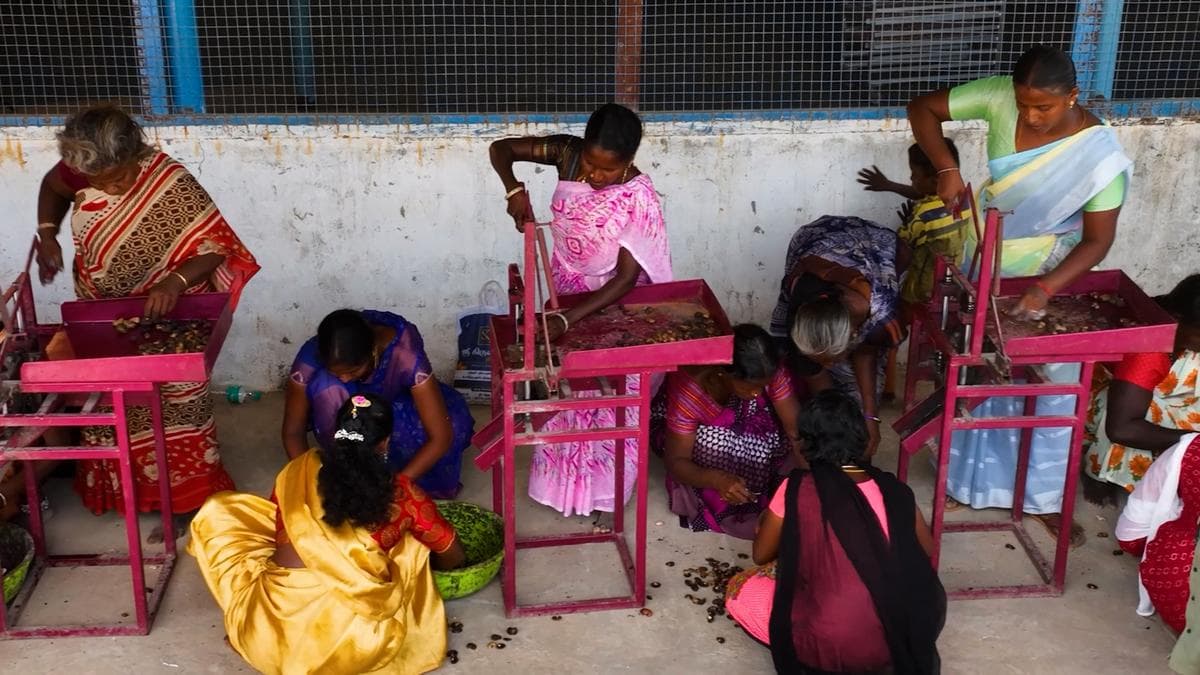 Over 230 Irula families in Ariyalur find steady income through cashew harvesting initiative