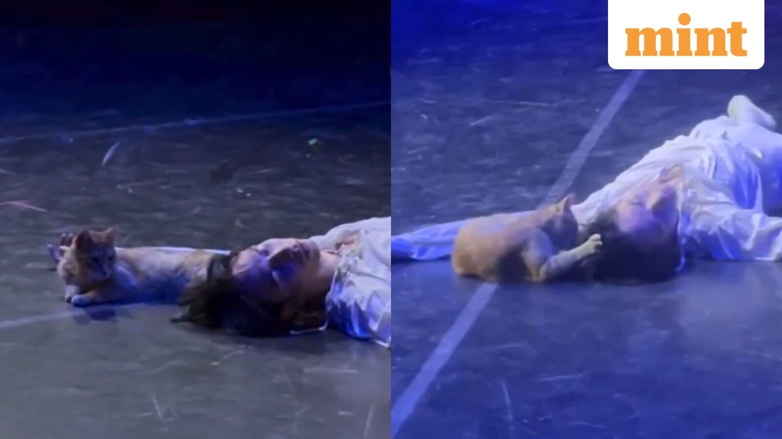 Theatre cat steals the spotlight after crashing Romeo and Juliet’s emotional finale in Turkey. Internet is in love
