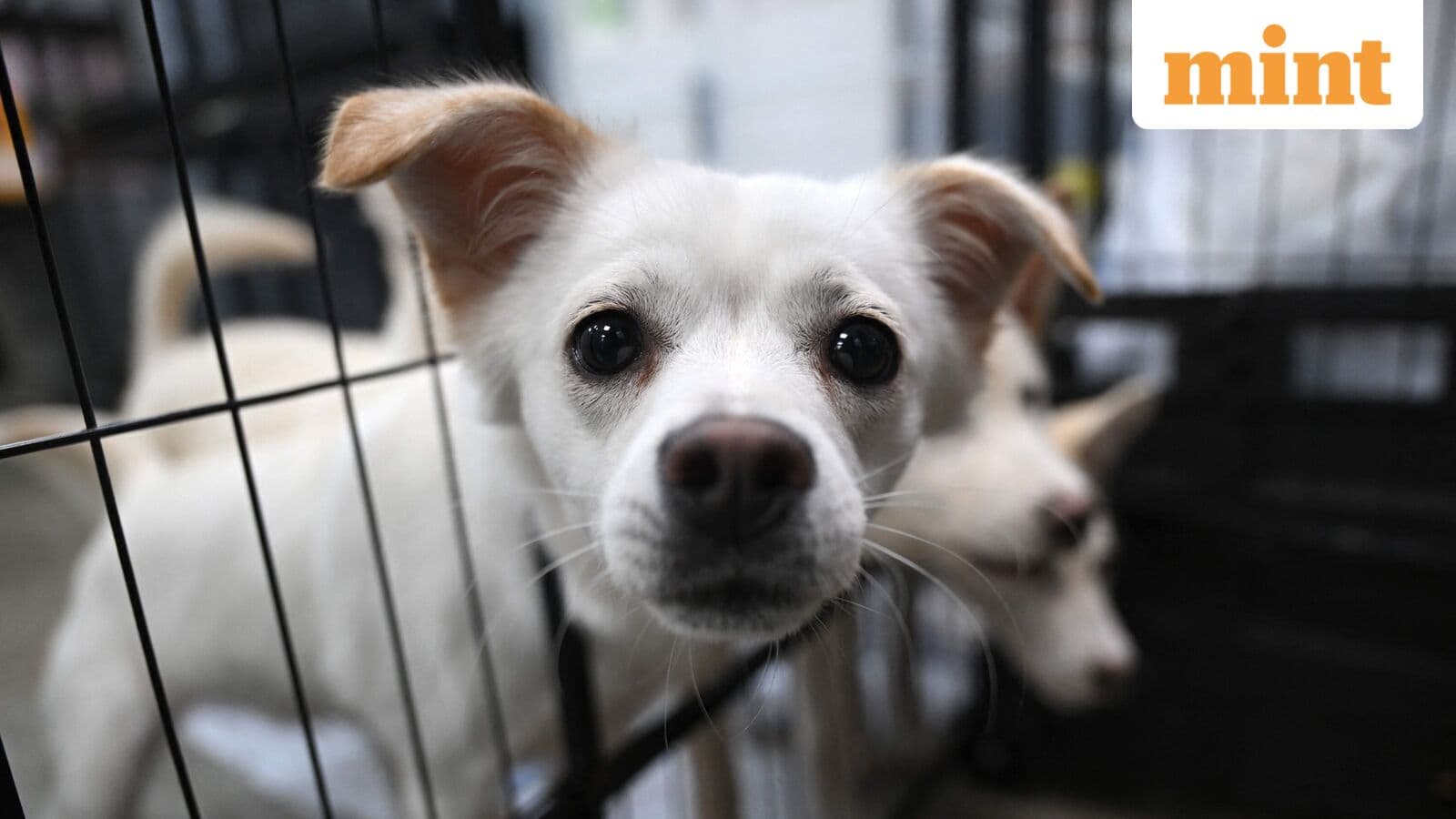 ‘Horrific Scene’: Over 100 dead dogs found at California ‘No-Kill’ shelter with gunshot wound