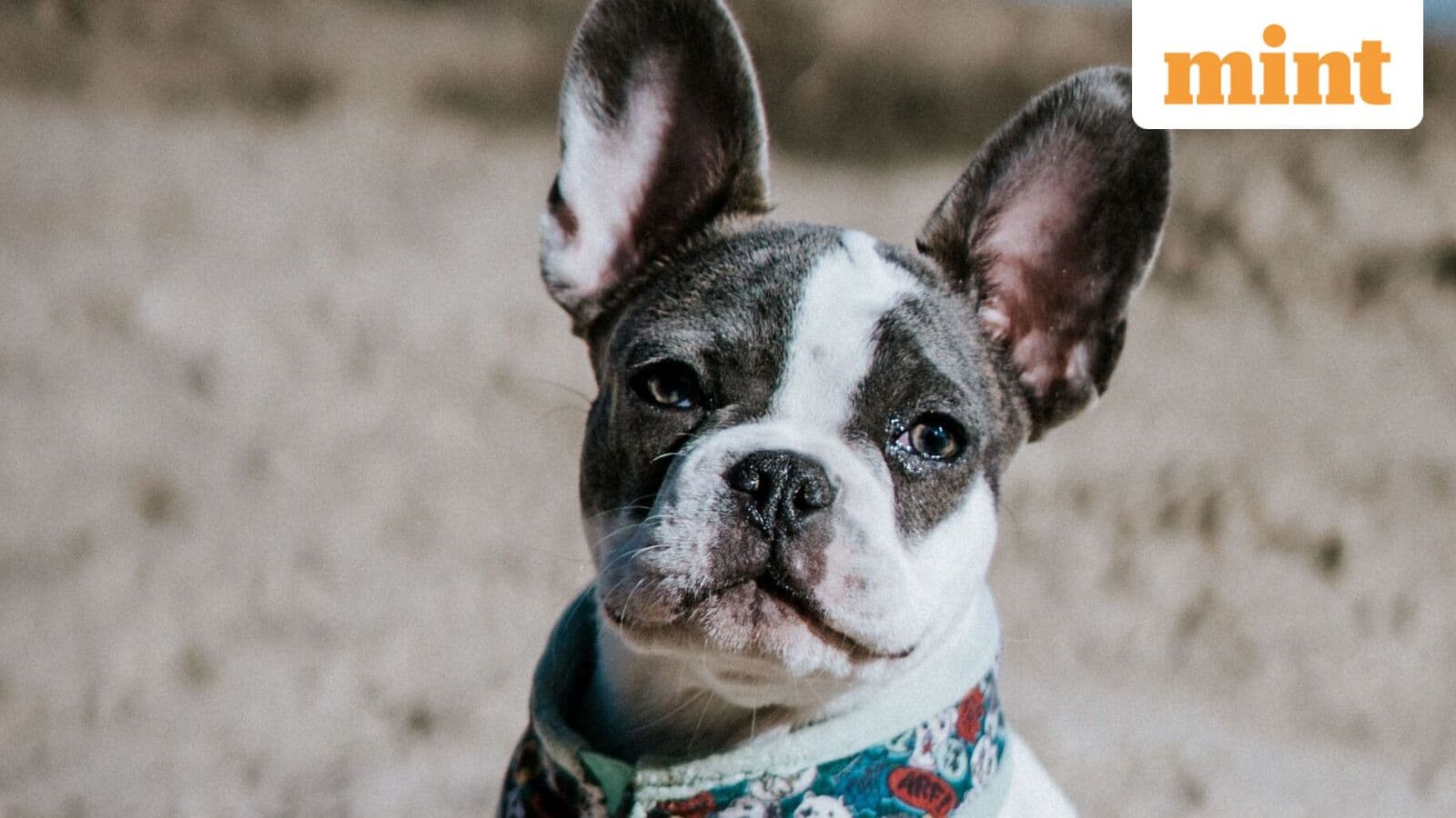 UK man sends pet dog's ashes 119,000 feet into space in emotional tribute
