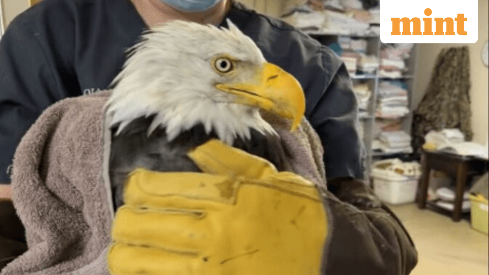 Jackie, beloved Big Bear bald eagle, dies at 14 after prolonged illness